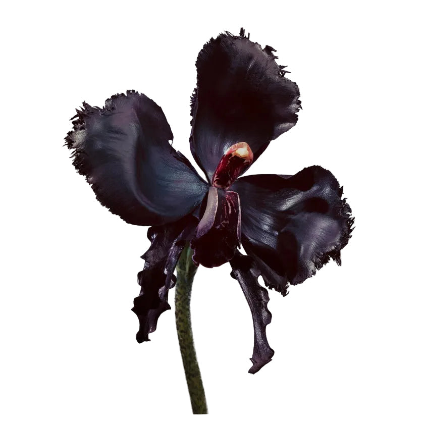 Tom Ford Black Orchid Reserve fragrance – product image 2